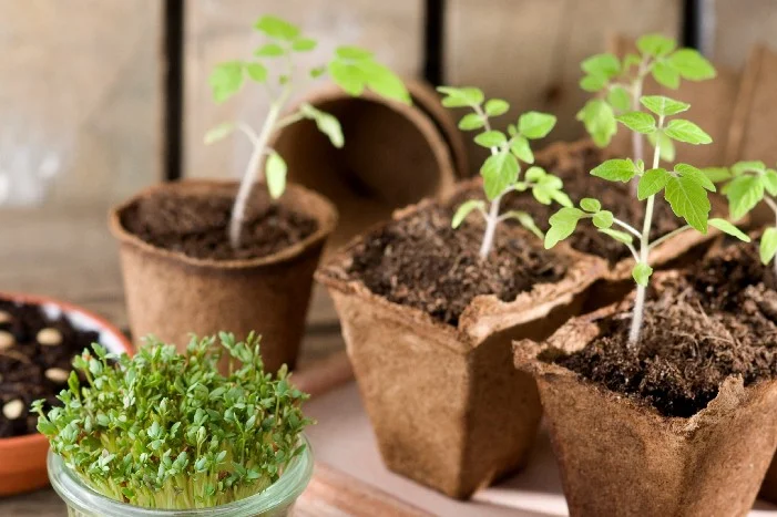 Junge Tomaten- und Kressepflanzen